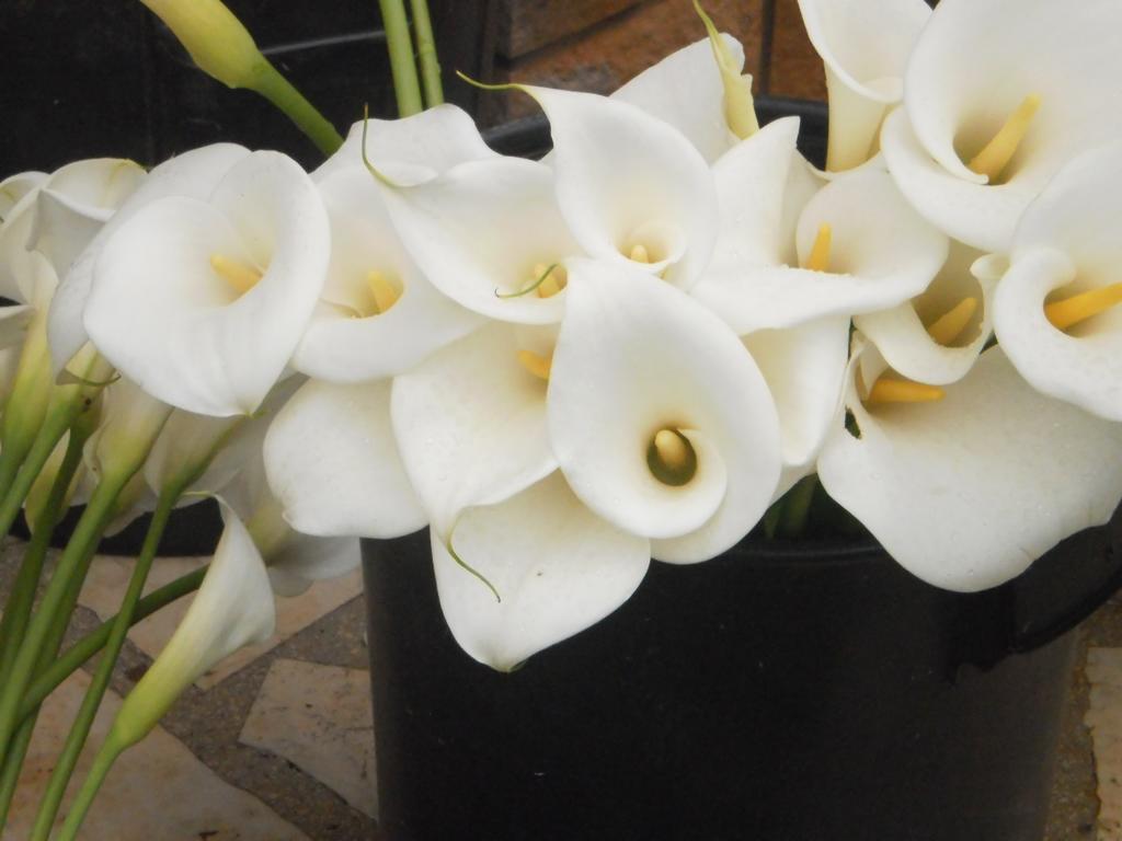 Valeriana Apartment พูลา ภายนอก รูปภาพ